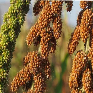 Foxtail-Millets