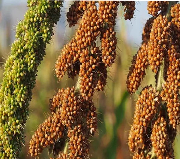 Foxtail-Millets