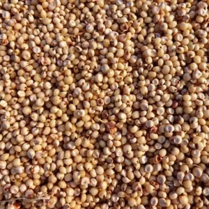 Sorghum