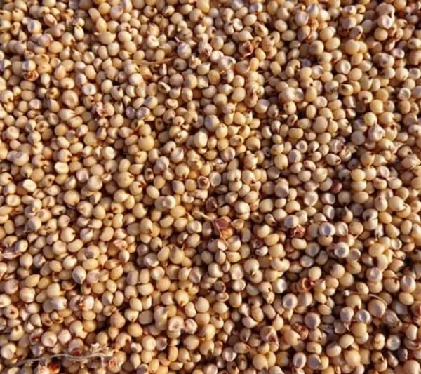 Sorghum