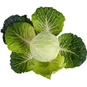 organic cabbage